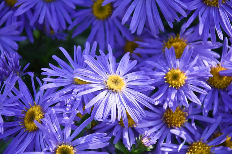 Aster x Frikartii 'Monch', Frikart's Aster, Michaelmas Daisy, Frikart's Aster 'Monch', Michaelmas Daisy 'Monch', Fall perennials, Fall Flowers, Purple flowers, blue flowers